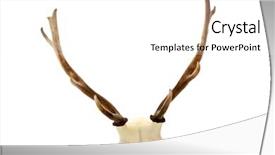  Presentation with bambi - Presentation theme consisting of bambi - genuine real live deer antlers background and a white colored foreground