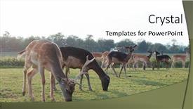  Presentation with bambi - Audience pleasing presentation theme consisting of bambi - grazing deers backdrop and a white colored foreground