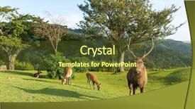  Presentation with deer - Beautiful PPT theme featuring bambi - group of doe deer backdrop and a tawny brown colored foreground