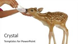  Presentation with bambi - PPT theme with bambi - hand raising fawn - woman background and a white colored foreground