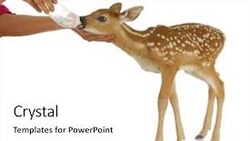  Presentation with bambi - Colorful PPT layouts enhanced with bambi - hand raising fawn - woman backdrop and a white colored foreground