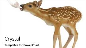  Presentation with bambi - Cool new slides with bambi - hand raising fawn - woman backdrop and a white colored foreground