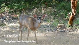  Presentation with mule - Cool new PPT theme with bambi - happy black tail deer also backdrop and a gray colored foreground