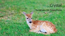  Presentation with bambi - PPT layouts having bambi - little deer fawn with white background and a seafoam green colored foreground