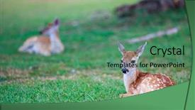  Presentation with bambi - Cool new PPT theme with bambi - little deer fawn with white backdrop and a ocean colored foreground