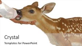  Presentation with bambi - Amazing slide set having bambi - orphaned fawn - bottled feeding backdrop and a white colored foreground