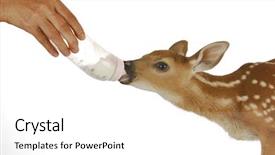 Presentation with bambi - Amazing slide set having bambi - orphaned fawn - bottled feeding backdrop and a white colored foreground