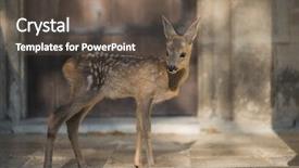  Presentation with roe and caviar - Beautiful slide deck featuring bambi - roe deer fawn standing backdrop and a dark gray colored foreground