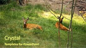  Presentation with bambi - Audience pleasing PPT theme consisting of bambi - roe deer in the wild backdrop and a tawny brown colored foreground