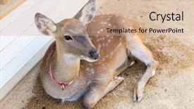  Presentation with bambi - Amazing presentation theme having bambi - roe deer backdrop and a soft green colored foreground