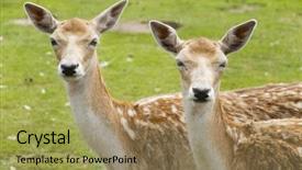 Presentation with bambi - Audience pleasing slides consisting of bambi - two deer outdoor backdrop and a  colored foreground
