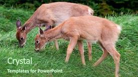  Presentation with bambi - Amazing PPT layouts having bambi - two fawns eating fresh grass backdrop and a forest green colored foreground