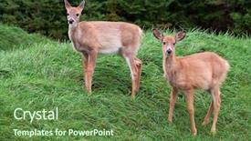  Presentation with bambi - Slides enhanced with bambi - two fawns looking background and a tawny brown colored foreground