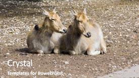  Presentation with bambi - Theme enhanced with bambi - two smiling deers background and a  colored foreground