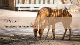  Presentation with deer - Cool new slide deck with bambi - two young deer together backdrop and a coral colored foreground