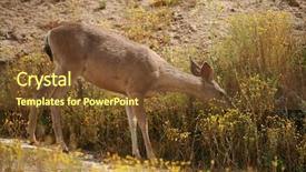  Presentation with mule - Audience pleasing slide deck consisting of bambi - wild mule deer odocoileus hemionus backdrop and a  colored foreground