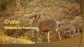  Presentation with mule - PPT theme featuring bambi - wild mule deer odocoileus hemionus background and a  colored foreground