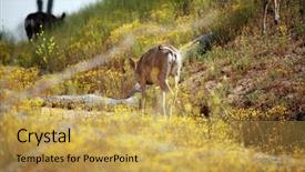 Presentation with mule - Slides enhanced with bambi - wild mule deer odocoileus hemionus background and a  colored foreground