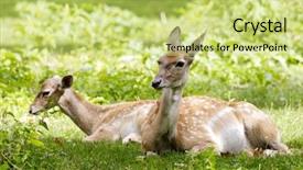  Presentation with bambi - Audience pleasing presentation theme consisting of bambi - young deer backdrop and a yellow colored foreground