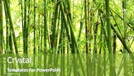  Presentation with bamboo - PPT layouts with bamboo background in nature background and a tawny brown colored foreground