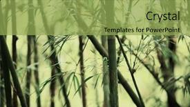  Presentation with lucky bamboo - PPT layouts featuring bamboo background background and a yellow colored foreground