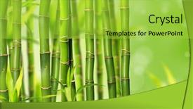  Presentation with lucky bamboo - Audience pleasing theme consisting of bamboo background backdrop and a yellow colored foreground