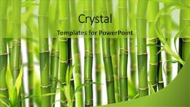  Presentation with lucky bamboo - Colorful theme enhanced with bamboo background backdrop and a yellow colored foreground