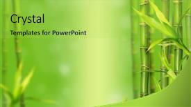  Presentation with lucky bamboo - Colorful PPT layouts enhanced with close up portrait of a cute young woman relaxing outside backdrop and a coral colored foreground