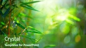  Presentation with bamboo - Presentation theme having bamboo bamboos forest growing bamboo background and a forest green colored foreground