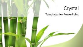  Presentation with lucky bamboo - Audience pleasing PPT theme consisting of bamboo border backdrop and a white colored foreground