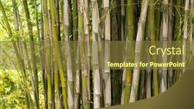  Presentation with bamboo - Presentation theme with bamboo-branch-in-bamboo-forest background and a  colored foreground