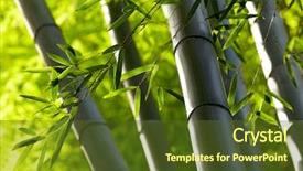  Presentation with bamboo - Theme featuring bamboo forest background shallow dof background and a tawny brown colored foreground