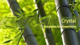  Presentation with bamboo - Slide deck with bamboo forest background shallow dof background and a tawny brown colored foreground