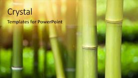  Presentation with bamboo - Amazing slides having bamboo forest background backdrop and a yellow colored foreground