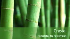  Presentation with bamboo - Audience pleasing slides consisting of bamboo forest close up backdrop and a forest green colored foreground