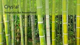  Presentation with bamboo - PPT theme consisting of bamboo forest in kamakura japan background and a gold colored foreground