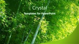  Presentation with light shade - Amazing slide set having bamboo-forest-in-spring-light backdrop and a forest green colored foreground