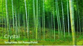 Presentation with kyoto - Amazing presentation theme having bamboo-forest-of-arashiyama-near backdrop and a tawny brown colored foreground