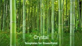  Presentation with kyoto - Theme featuring bamboo forest of arashiyama near background and a forest green colored foreground
