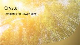  Presentation with kyoto - Audience pleasing presentation theme consisting of bamboo forest with sky backdrop and a blonde colored foreground
