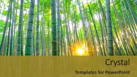  Presentation with forest morning - Slide deck enhanced with bamboo forest with sunny background and a gold colored foreground