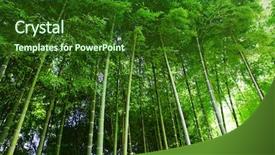  Presentation with bamboo - Cool new slide set with bamboo forest backdrop and a forest green colored foreground