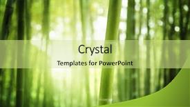  Presentation with bamboo - Colorful theme enhanced with bamboo forest backdrop and a soft green colored foreground