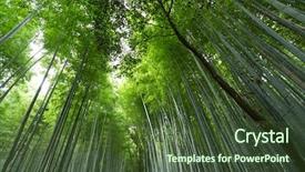  Presentation with bamboo - Cool new slides with bamboo forest backdrop and a tawny brown colored foreground