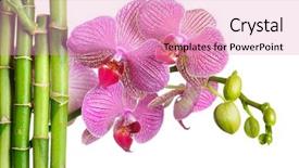  Presentation with lucky bamboo - Slide set enhanced with bamboo frame and orchid background and a lemonade colored foreground