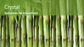  Presentation with green bamboo on green - Beautiful presentation theme featuring bamboo green plant stems background backdrop and a  colored foreground