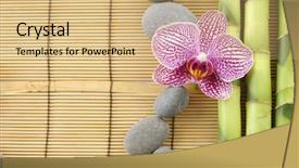  Presentation with bamboo - Presentation theme enhanced with bamboo grove on bamboo mat background and a coral colored foreground