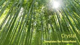  Presentation with bamboo - Slide deck having bamboo grove background and a tawny brown colored foreground
