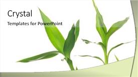  Presentation with bamboo - Amazing PPT theme having bamboo isolated on a white backdrop and a white colored foreground