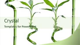  Presentation with lucky bamboo - Presentation theme enhanced with bamboo isolated on white background background and a soft green colored foreground